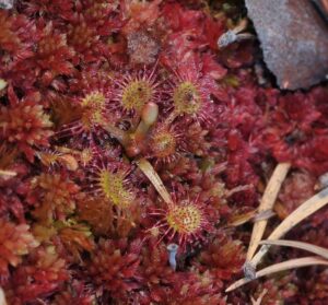 Plantas Carn Voras Por Sus Trampas Las Conocer Is El Blog De La Tabla