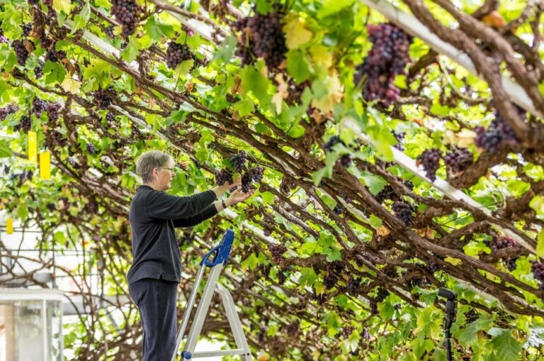 The Great Vine La Parra De Uvas M S Grande Y Antigua Del Mundo Se