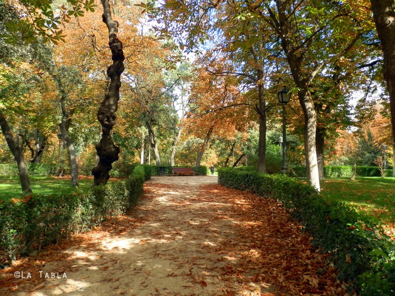 Los árboles de tu ciudad - EL BLOG DE LA TABLA