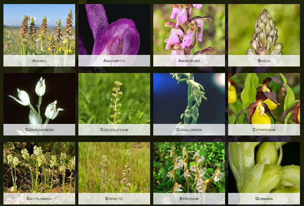 Orquídeas Ibéricas: Características y Géneros - EL BLOG DE LA TABLA