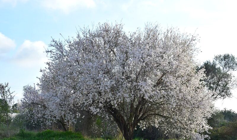 Fiesta en invierno: la floración del almendro, especie introducida muy  nuestra - EL BLOG DE LA TABLA