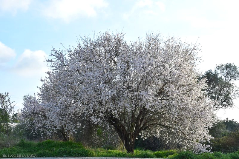 Fiesta en invierno: la floración del almendro, especie introducida muy  nuestra - EL BLOG DE LA TABLA