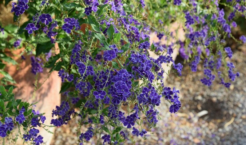 Sus flores son azules y atraen mariposas: Duranta erecta - EL BLOG DE LA  TABLA