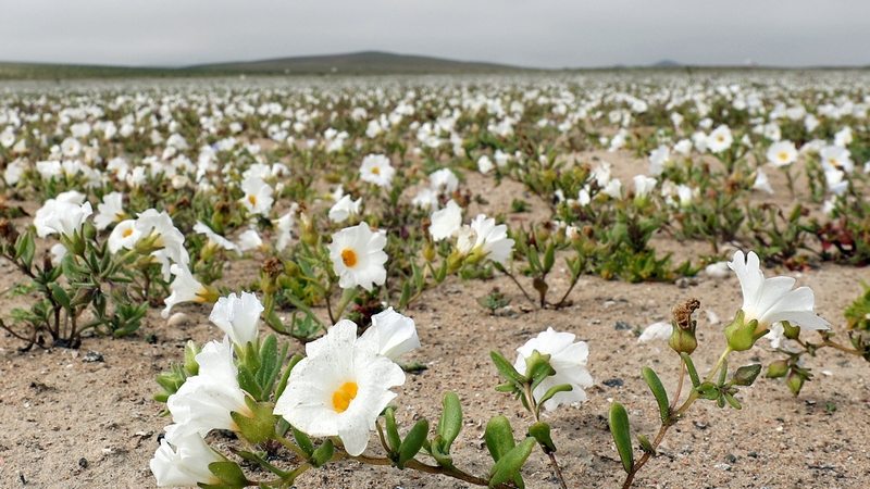 Flores en Atacama. El desierto más árido del planeta vuelve a florecer - EL  BLOG DE LA TABLA