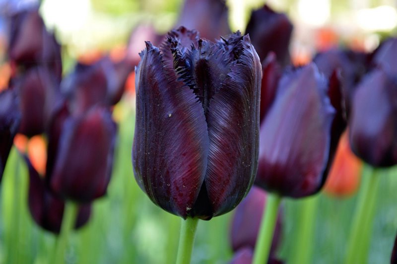 Tulipán Negra (Tulipa 'Queen of Night')