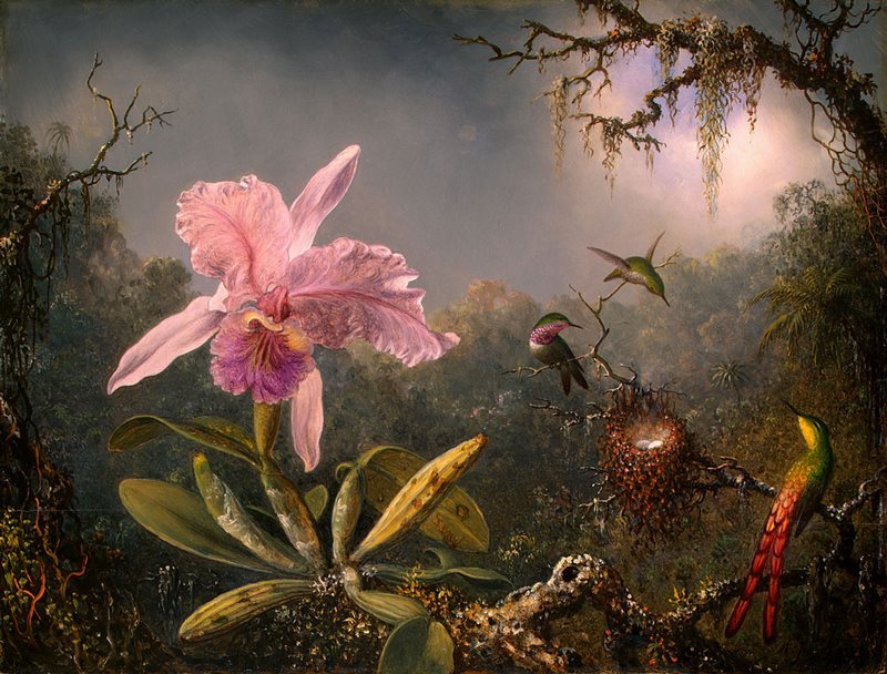 Orquídeas y colibríes con Martin Johnson Heade - EL BLOG DE LA TABLA