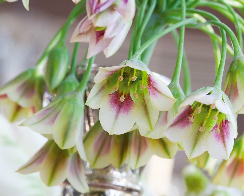 Allium siculum (Nectaroscordum siculum) - EL BLOG DE LA TABLA