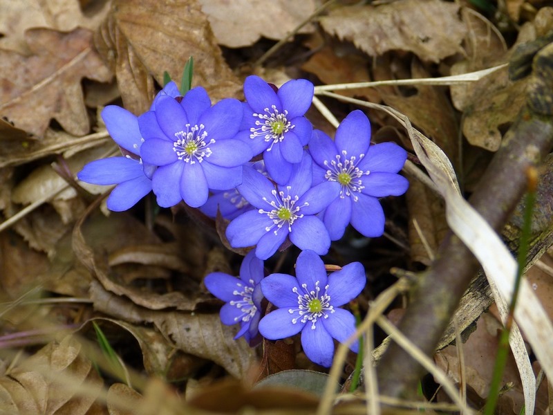 Anemone: un género de plantas que regalan flores a lo largo del año - EL  BLOG DE LA TABLA