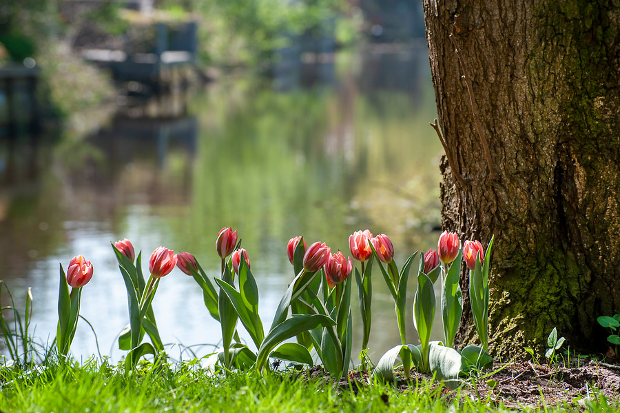 La primavera está en el aire y las flores a ras de suelo - EL BLOG DE LA  TABLA