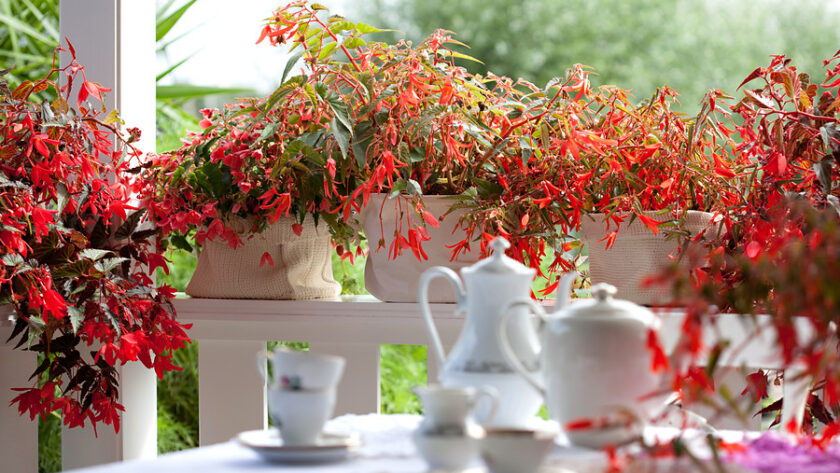 Cultivares de begonias para jardín y macetas: Begonias tuberosas (Begonia ×  tuberhybrida) - EL BLOG DE LA TABLA