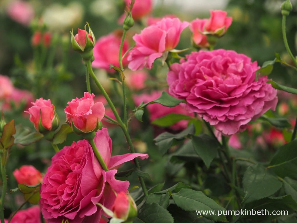 Rosa 'Gabriel Oak', una de las nuevas Rosas Inglesas de David Austin Roses  - EL BLOG DE LA TABLA