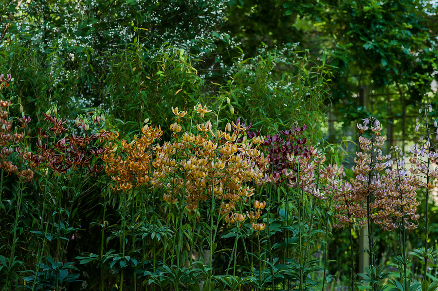 Lilium martagon formas de jardín