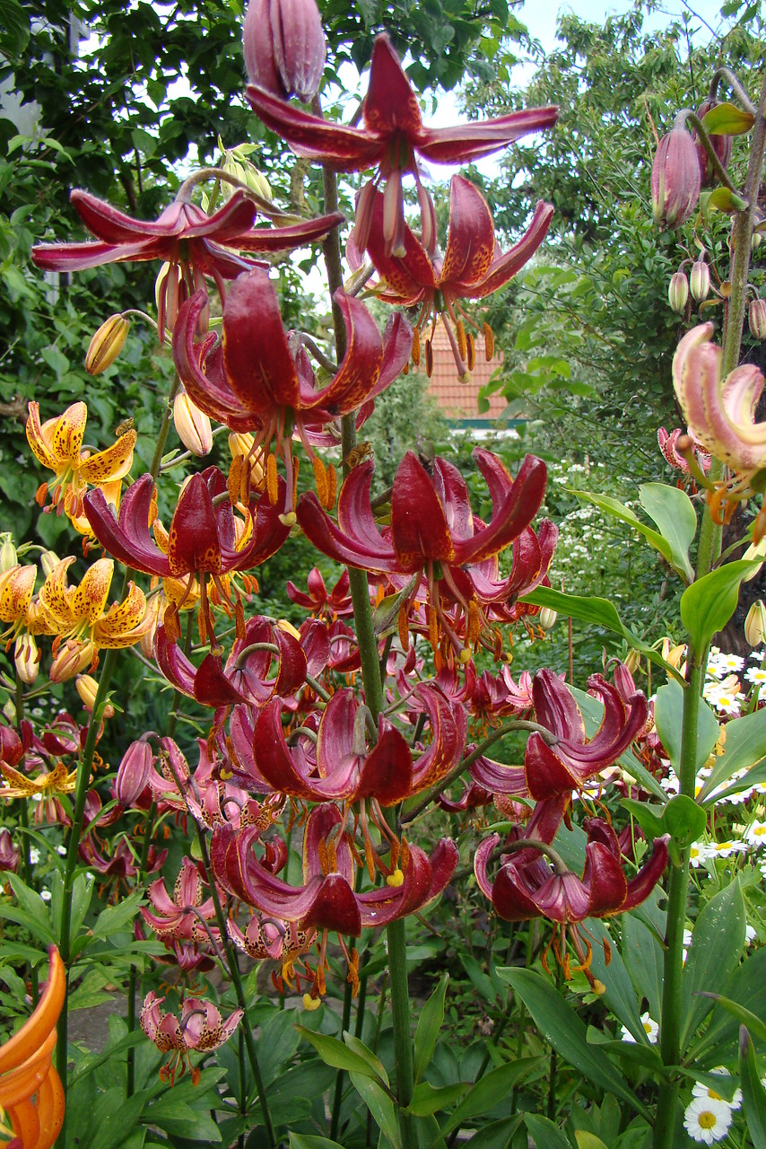 El encanto de las formas de jardín de Lilium martagon - EL BLOG DE LA TABLA