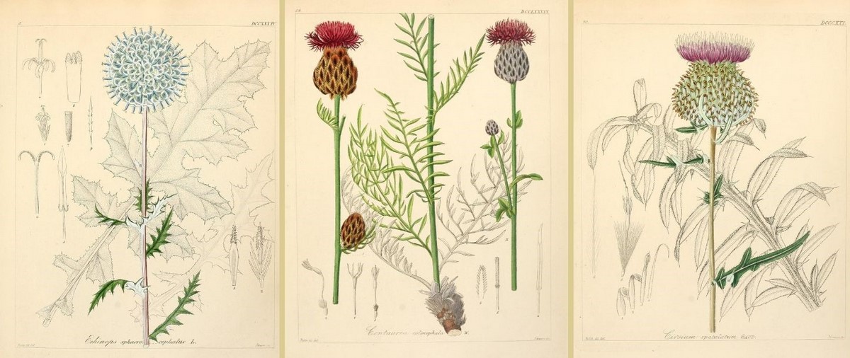 Ilustraciones de cardos (y no tan cardos) en Icones florae Germanicae et  Helveticae - EL BLOG DE LA TABLA