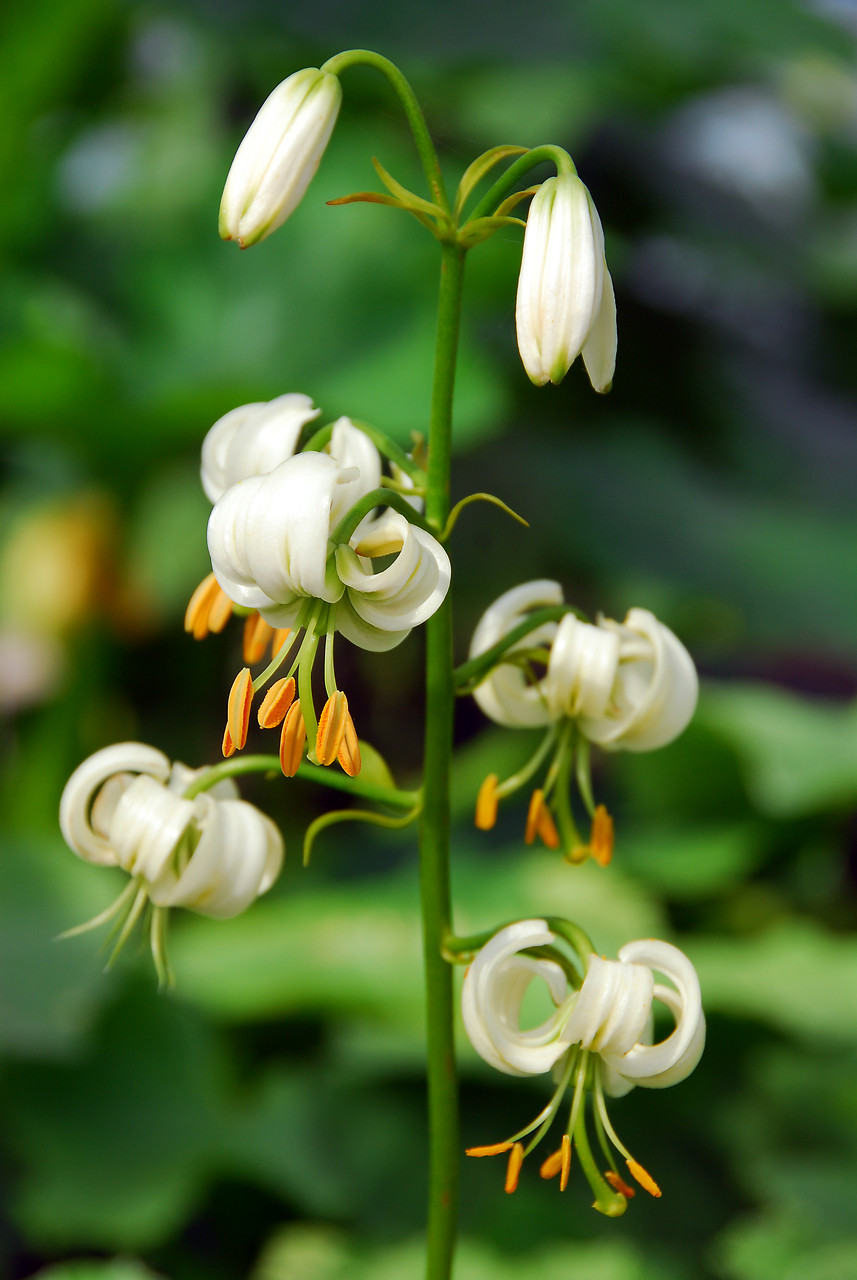 Lilium martagon jardín