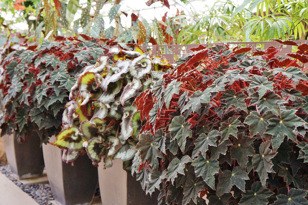 Begonia Rex y compañía: atractivas hojas para decorar con plantas - EL BLOG  DE LA TABLA