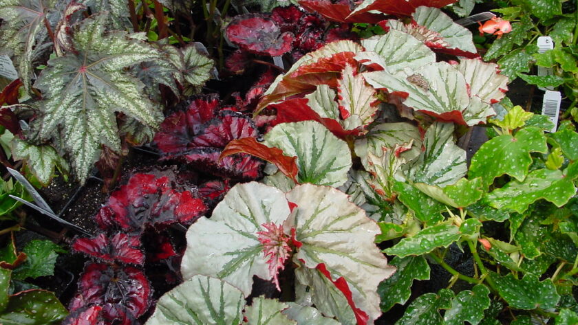 Begonia Rex y compañía: atractivas hojas para decorar con plantas - EL BLOG  DE LA TABLA