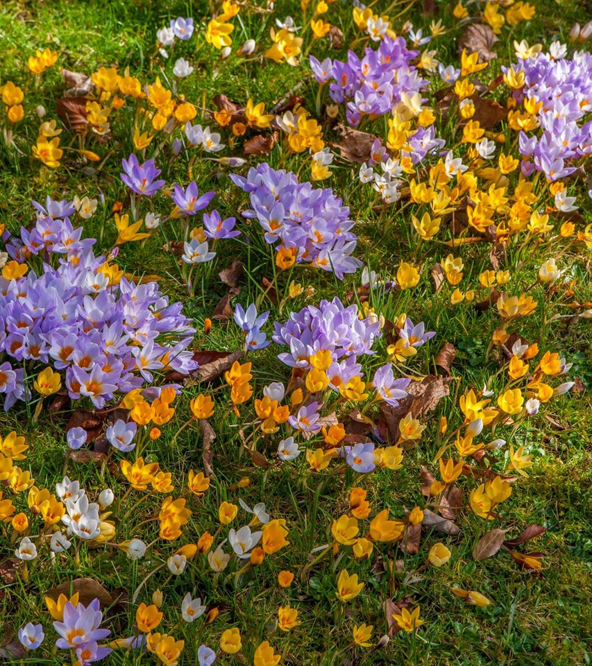 Mariposas en el jardín con bulbos de flor de primavera - EL BLOG DE LA TABLA