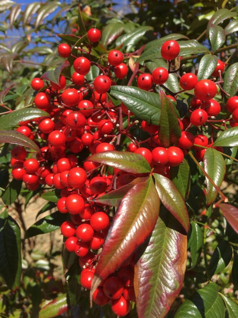 frutos rojos de Nandina domestica