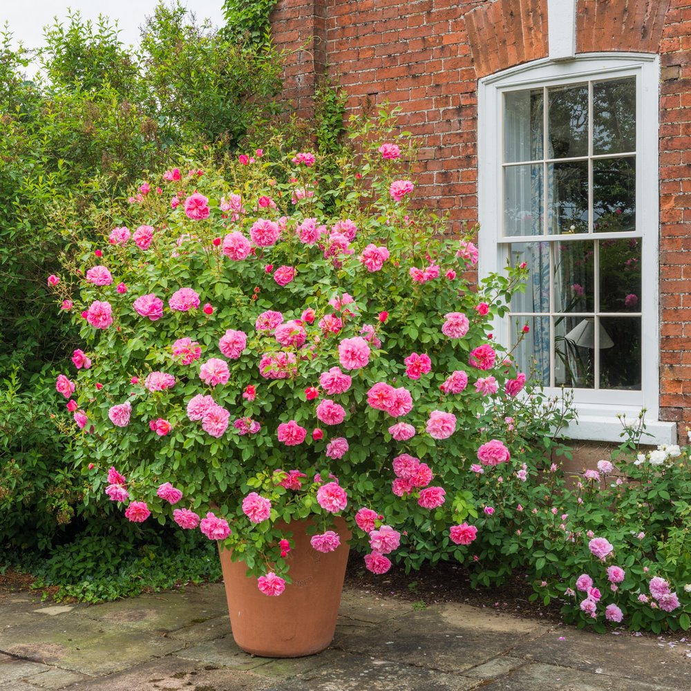 10 rosas inglesas que crecen bien en maceta - EL BLOG DE LA TABLA
