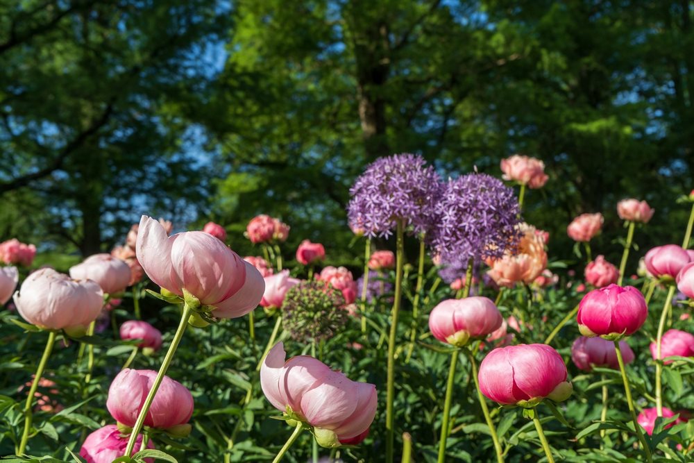 Peony Garden de Longwood, una sala de jardín 'secreta' con algo más que  peonías - EL BLOG DE LA TABLA