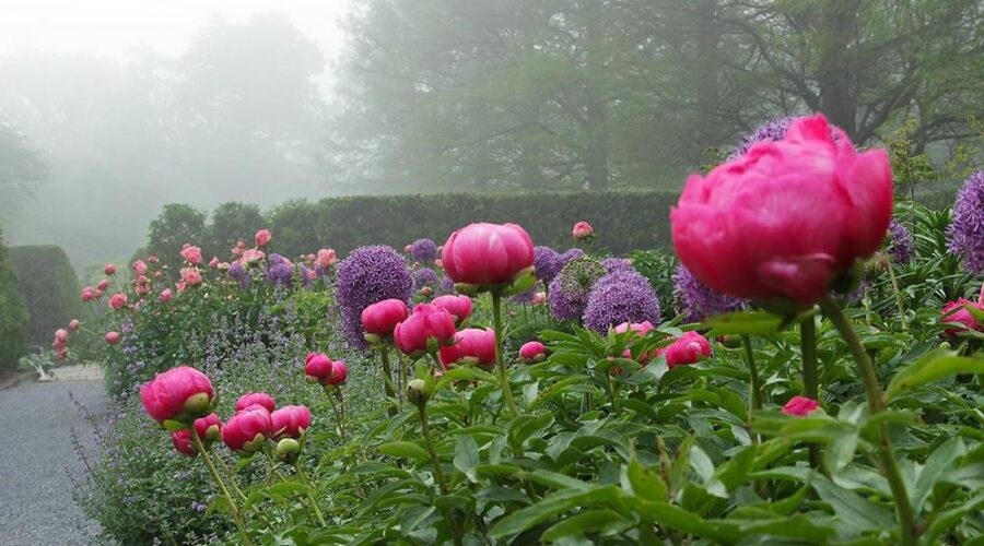 jardines peonias archivos - EL BLOG DE LA TABLA