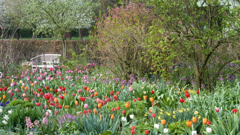 código biografía Inflar Combinar diferentes plantas bulbosas que florecen en primavera para  prolongar el período de floración en el jardín - EL BLOG DE LA TABLA