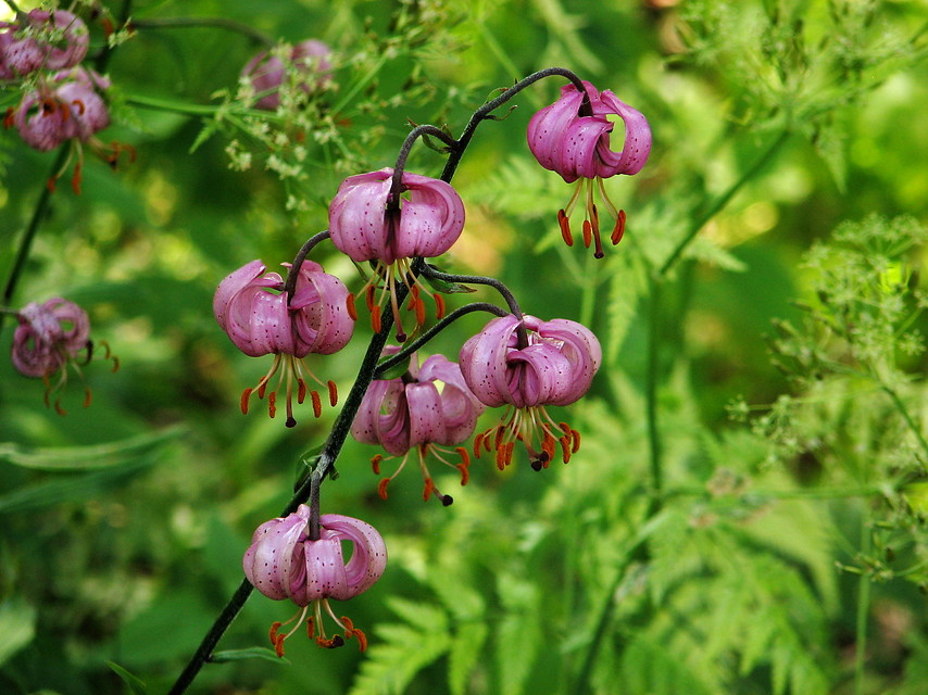 Florecen en verano y dan color al jardín: Azucenas o lirios (Lilium) - EL  BLOG DE LA TABLA