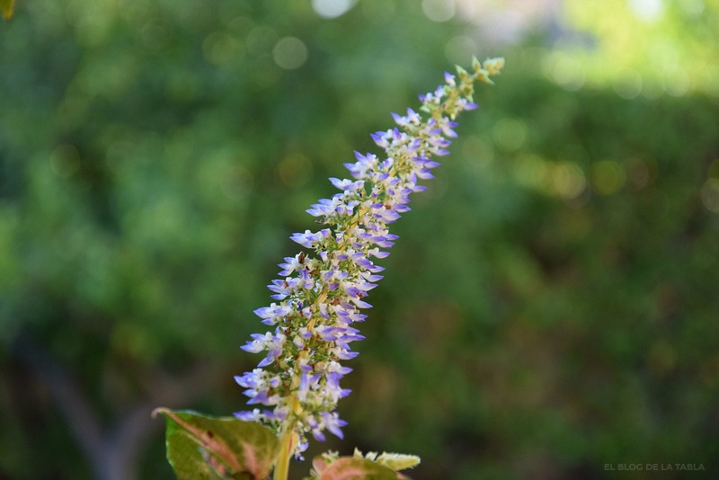 Las flores de cóleo (Plectranthus scutellarioides) - EL BLOG DE LA TABLA