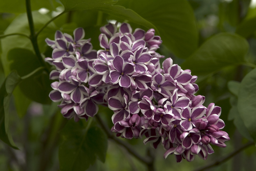 Syringa: las lilas o lilos tienen que volver al jardín - EL BLOG DE LA TABLA