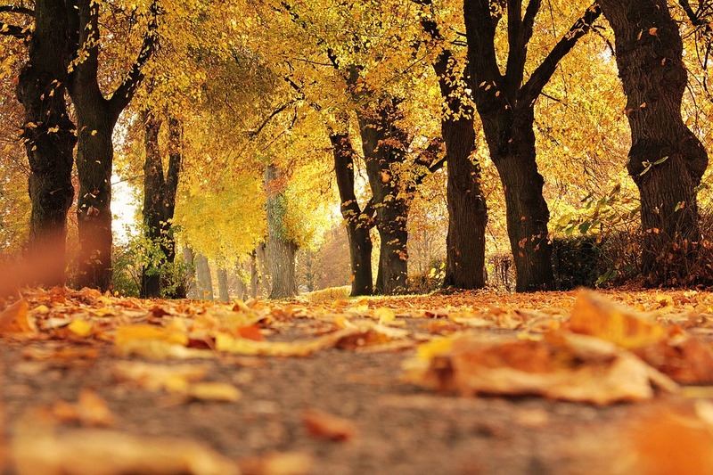 La importancia de las hojas caídas en otoño para el suelo - EL BLOG DE LA  TABLA
