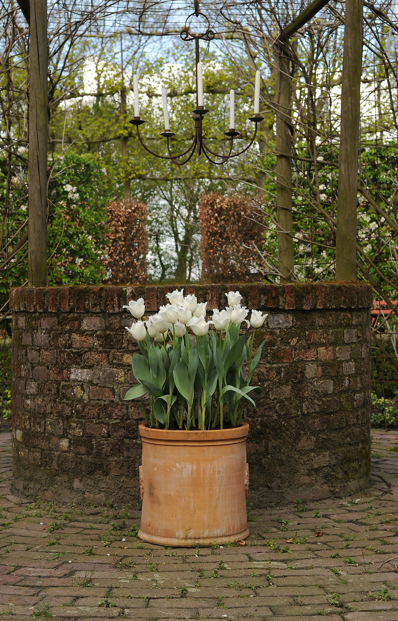 Inspiración con tulipanes en macetas, contenedores y jardineras - EL BLOG  DE LA TABLA