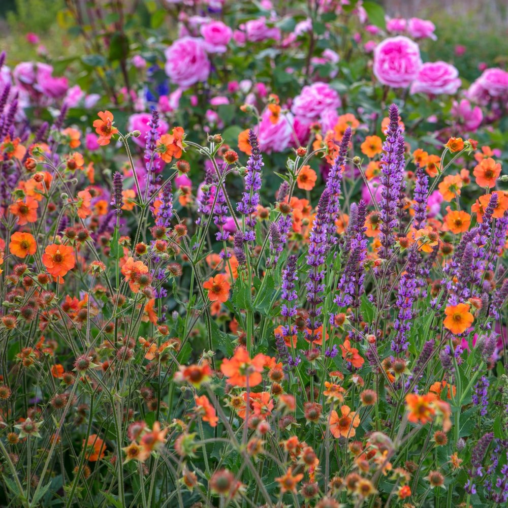 Plantas vivaces que combinan bien con las rosas - EL BLOG DE LA TABLA