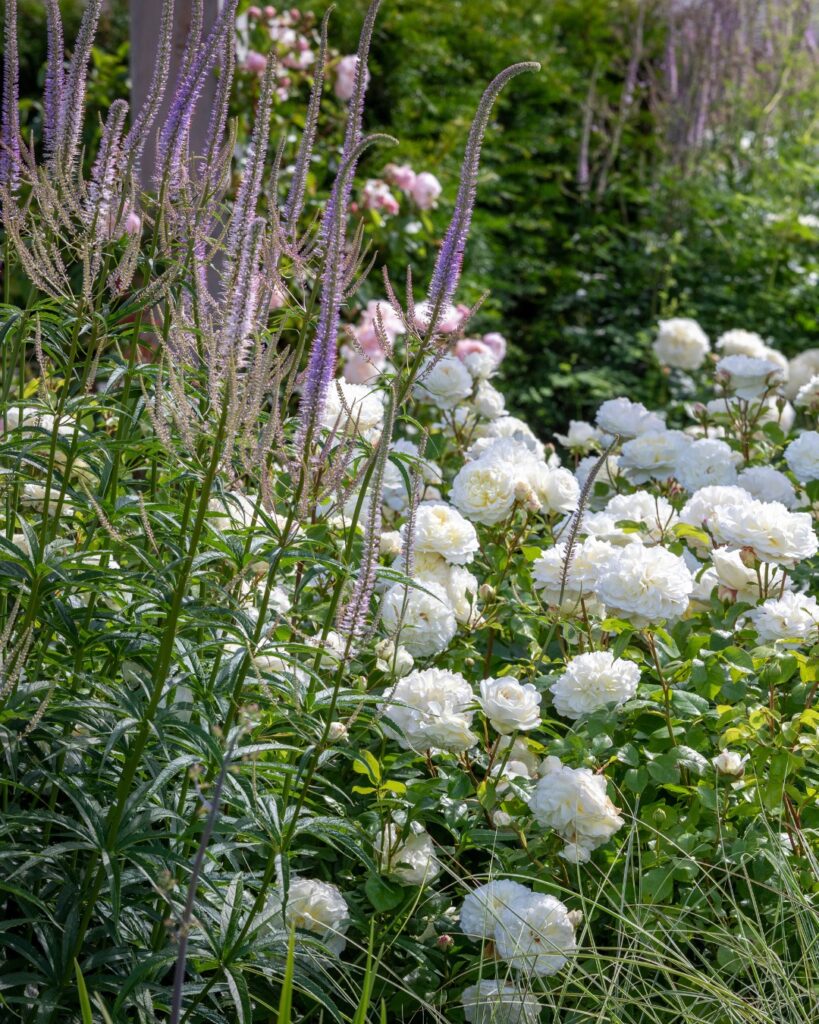 plantas vivaces con rosas