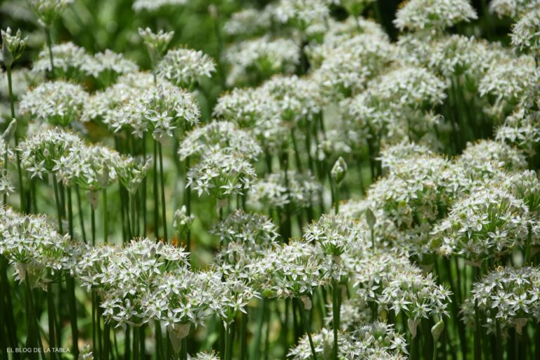 Allium tuberosum (cebollino chino), planta culinaria con valor