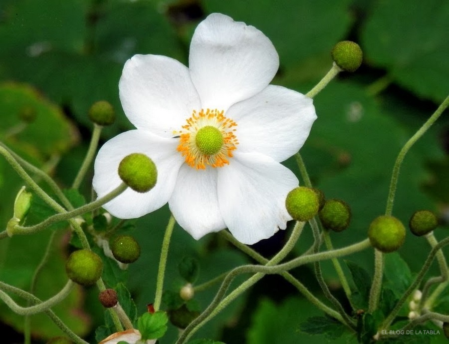 Oda a las anémonas japonesas: plantas vivaces con flores rosas y blancas  que iluminan el jardín en otoño - EL BLOG DE LA TABLA