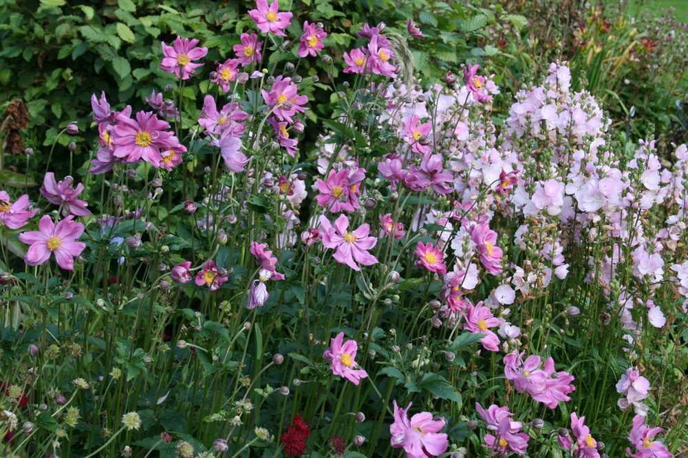 Oda a las anémonas japonesas: plantas vivaces con flores rosas y blancas  que iluminan el jardín en otoño - EL BLOG DE LA TABLA