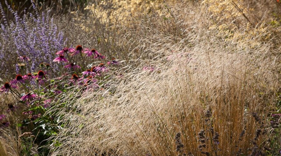 Deschampsia cespitosa