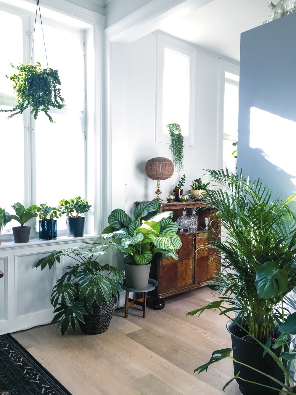 Green Home, una guía de plantas de interior como grandes aliadas de nuestro  bienestar - EL BLOG DE LA TABLA