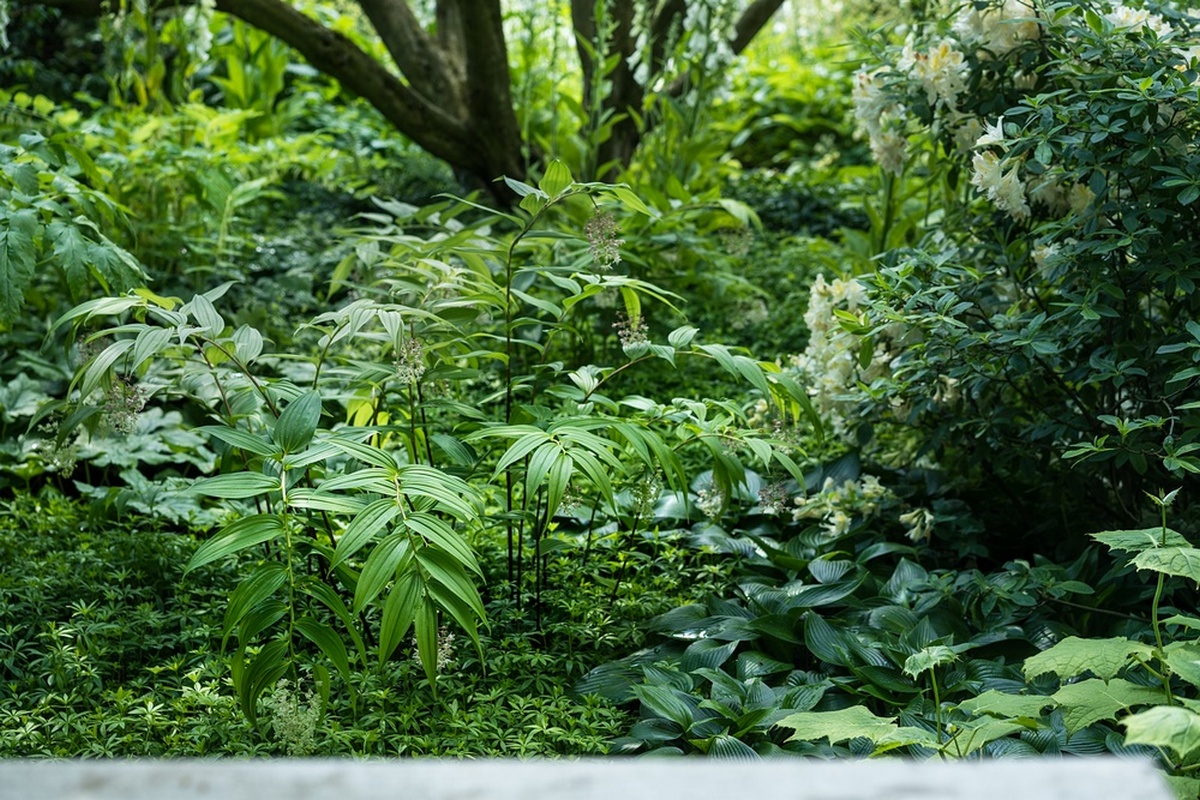 Jardín estilo "borde de bosque" diseñado por Tom Stuart-Smith para el NGS en Chelsea 2024