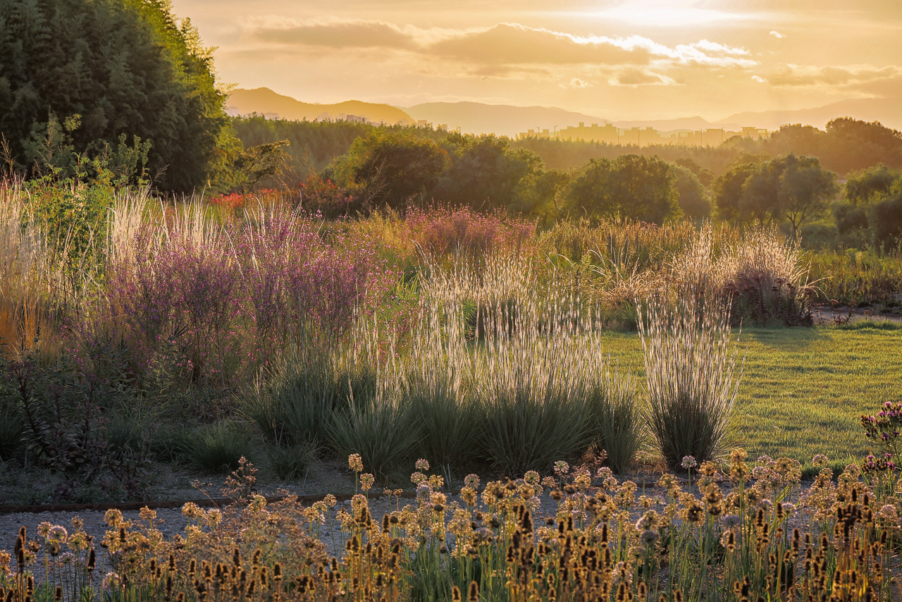 Jardín de estilo naturalista de Piet Oudolf en Corea del Sur