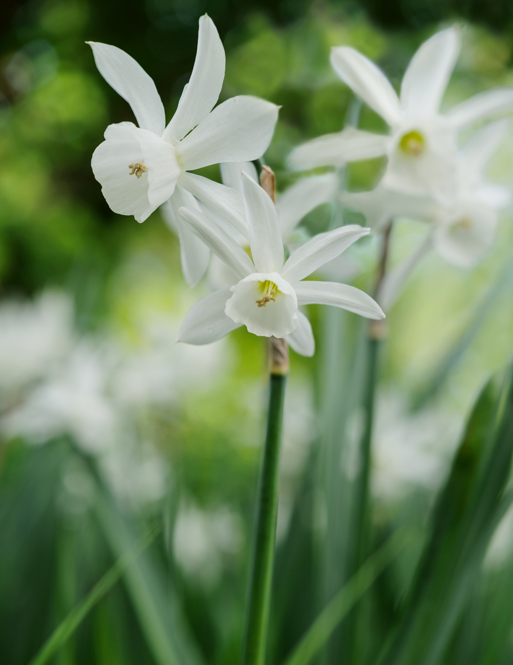 Narcissus Thalia en el libro A Year in Bloom, bulbos de flor para cada estación seleccionados por reconocidos paisajistas y jardineros.