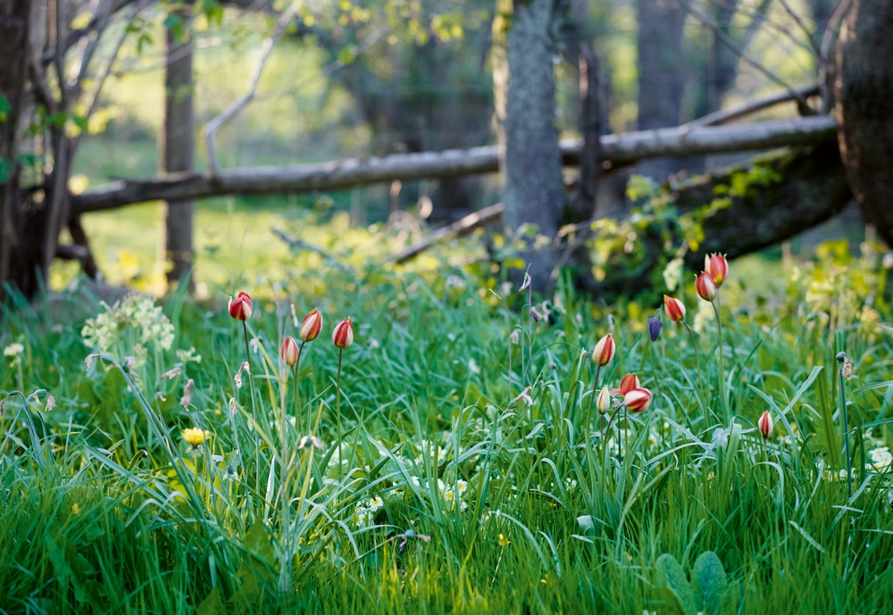 Tulipa orphanidea (Grupo Whittallii) naturalizada en el césped con prímulas y otros bulbos de flor de primavera en Allt-y-Bela, el jardín del paisajista Arne Maynar