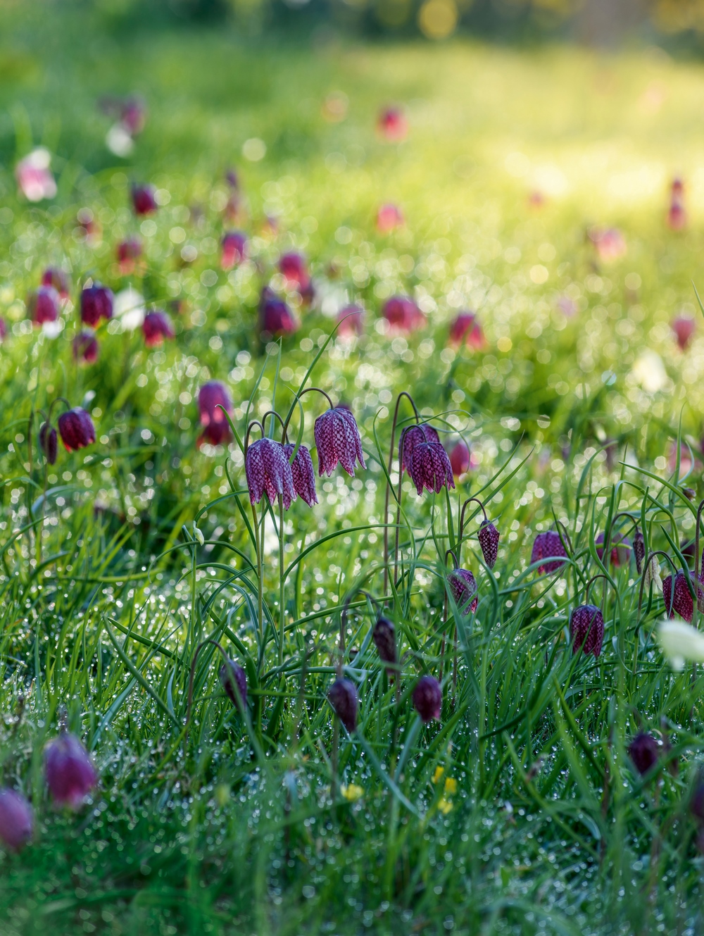 Fritillaria meleagris en el libro A Year in Bloom. Bulbos de flor para cada estación seleccionados por reconocidos paisajistas y jardineros.