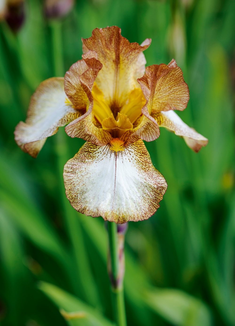 Iris 'Benton Nutkin'