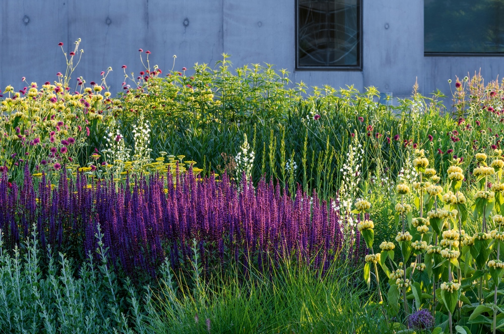 Ornithogalum magnum 'Moskou' añaden altura a la plantación de vivaces en el Hepworth Wakefield Garden en Yorkshire, diseñado por el arquitecto paisajista Tom Stuart-Smith 