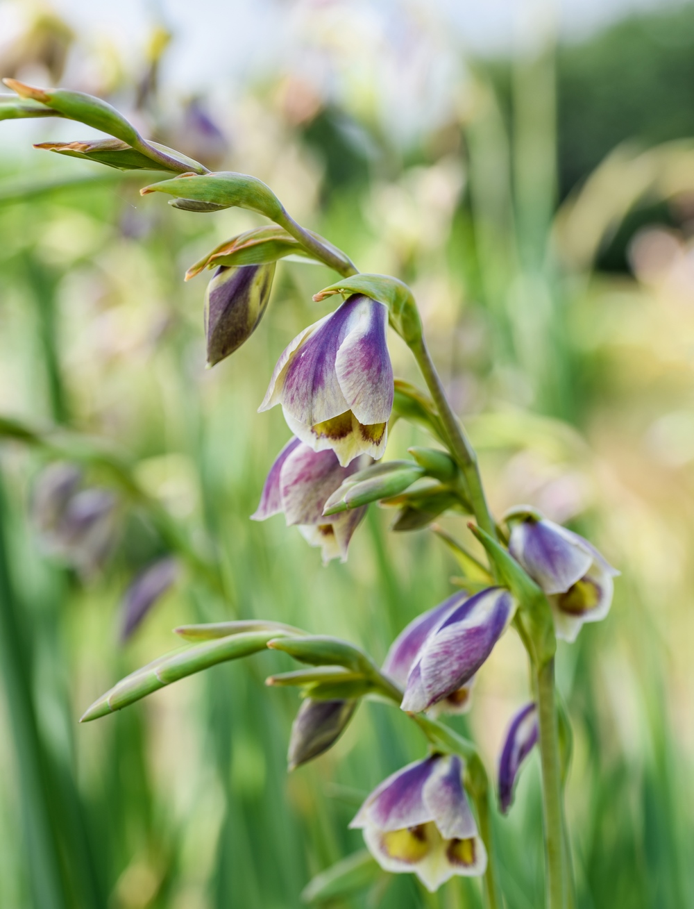 Gladiolus papilio. Bulbos de floración estival