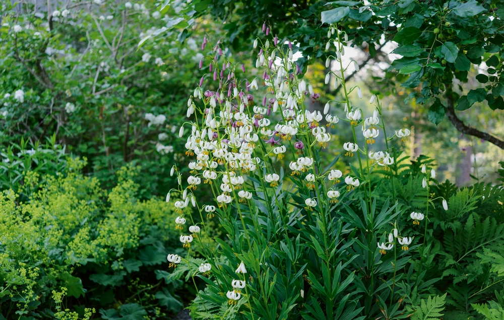 Lilium martagon 'Album' 