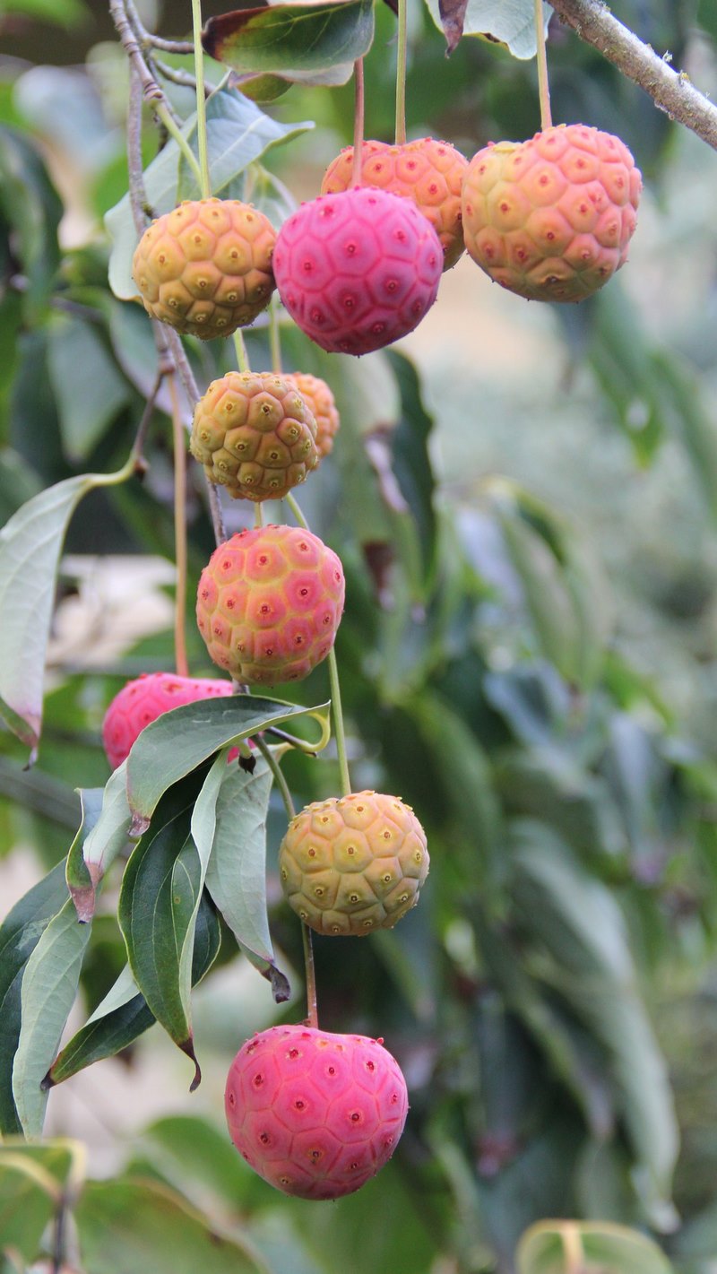 árboles arbustos frutos ornamentales